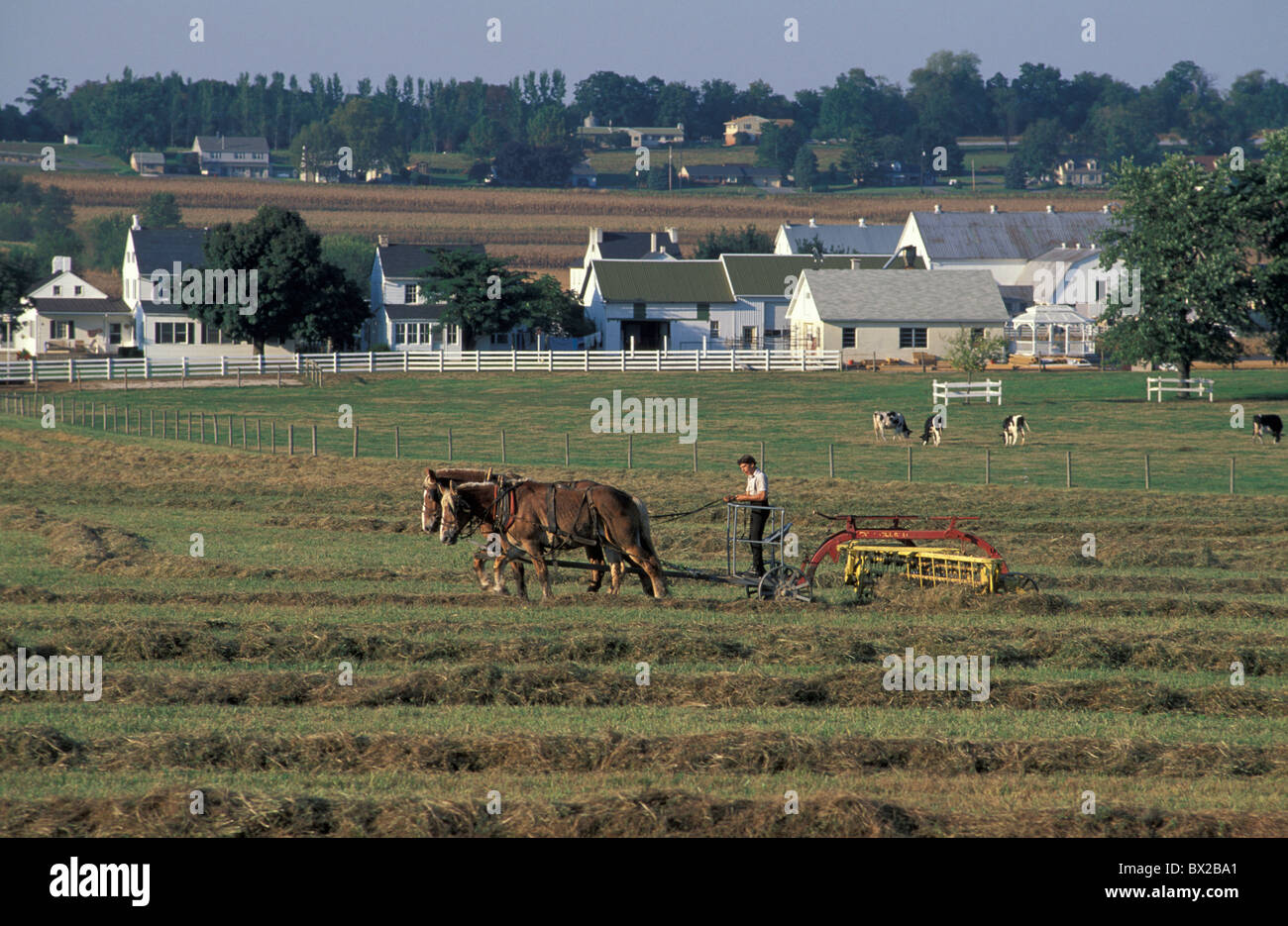 Dutch Country Pennsylvania USA United States America old fashioned agriculteurs Amish chevaux cages fiel Banque D'Images
