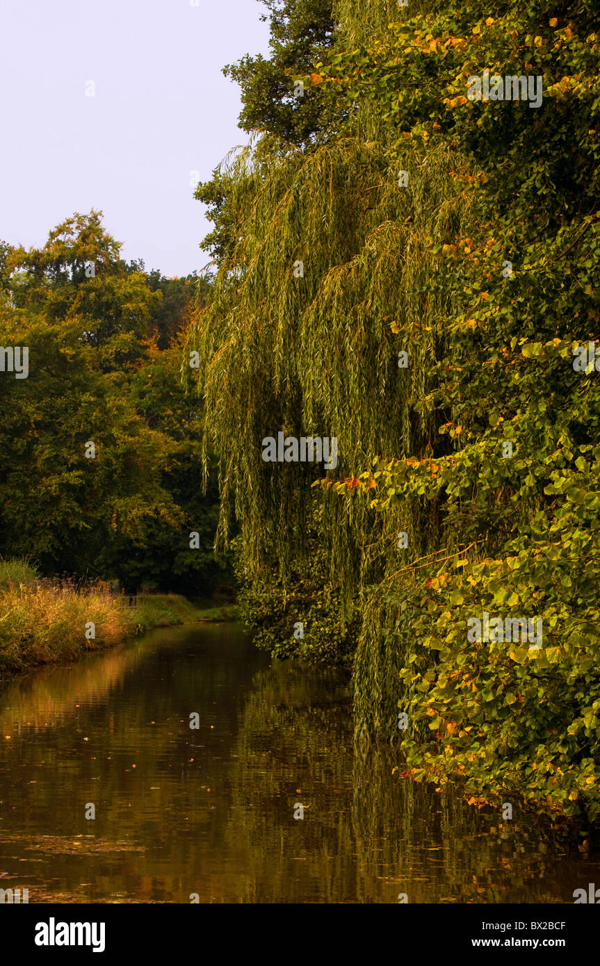 Le saule et le canal bordé d'arbres au début de l'automne / fall Banque D'Images