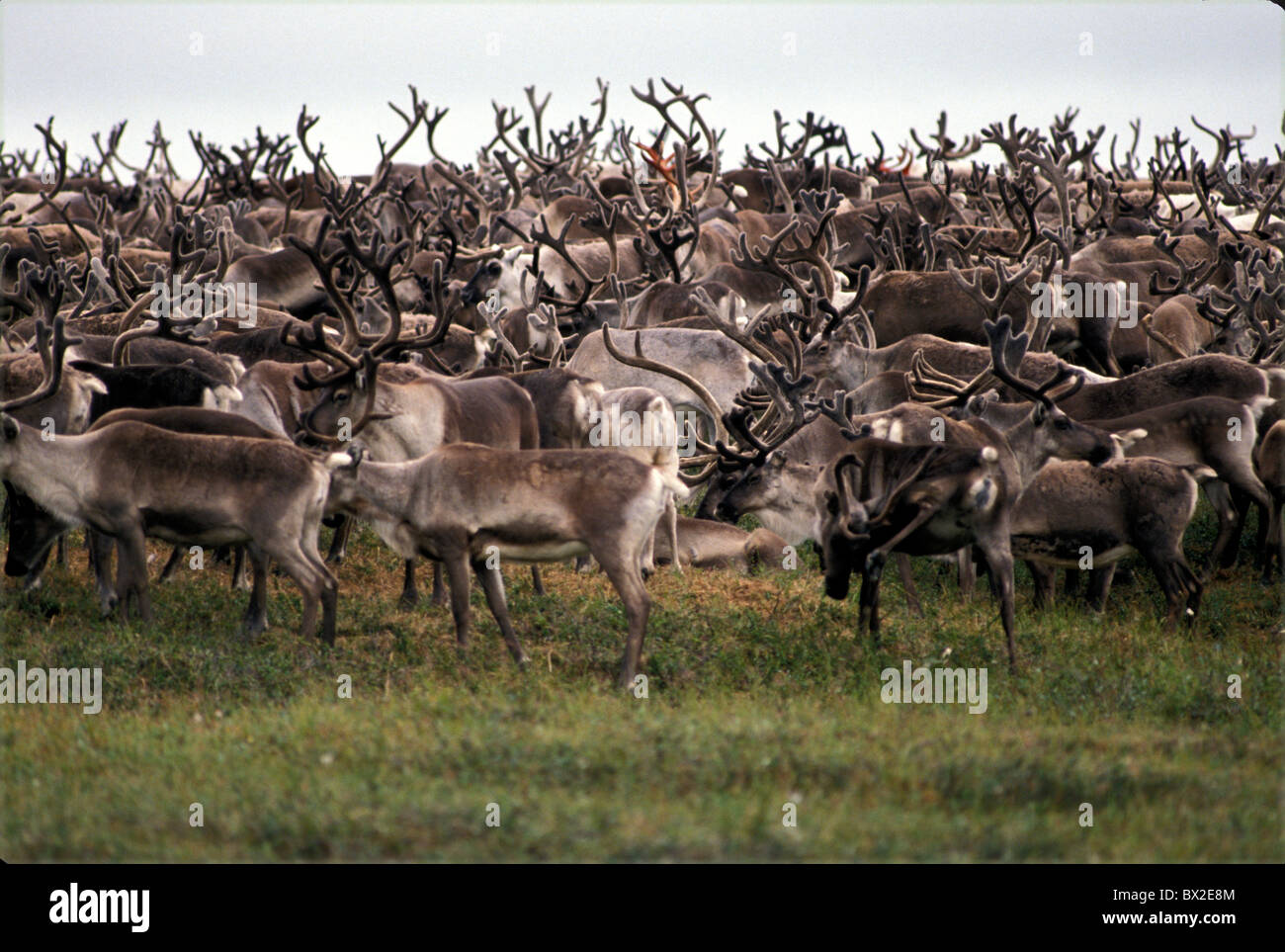 Animal Animaux Troupeau Renne Ren Russie Sibérie Plusieurs Asien Banque D'Images