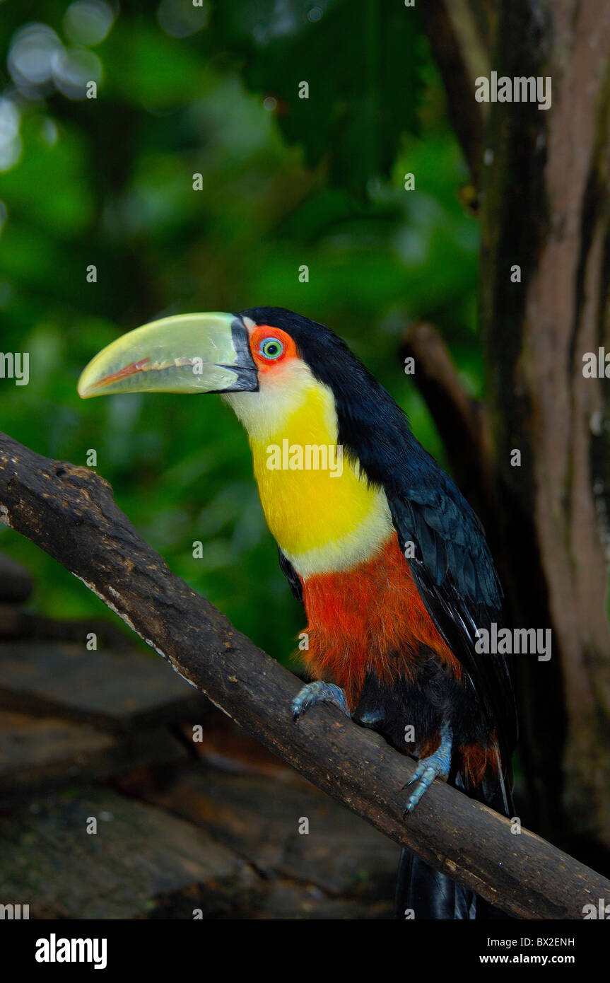 Ramphastos dicolorus couleur toucan toucan oiseau oiseaux animal animaux de la forêt ombrophile tropicale Foz do Iguazu Iguac Banque D'Images