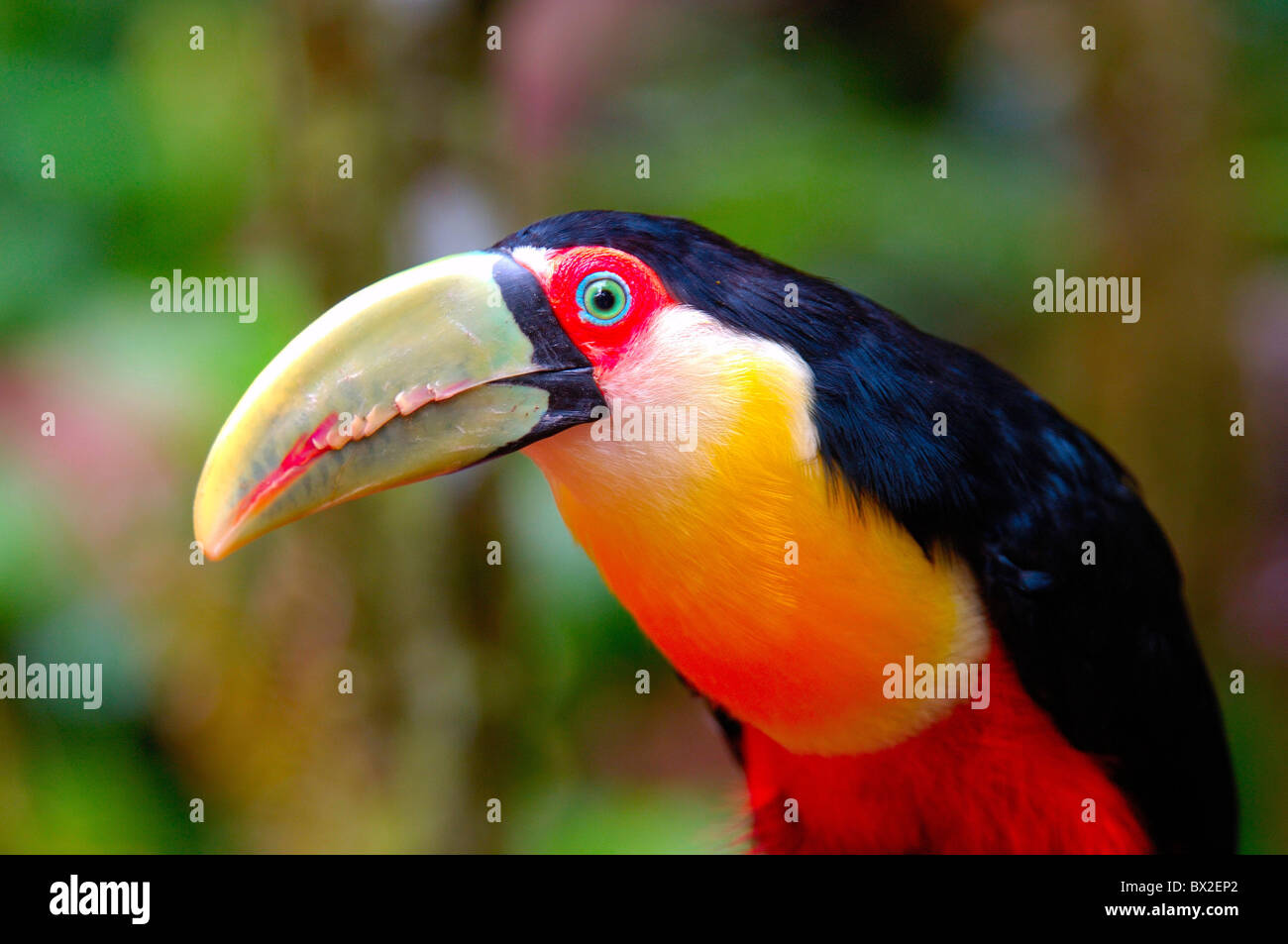 Ramphastos dicolorus couleur toucan toucan oiseau oiseaux animal animaux de la forêt ombrophile tropicale Foz do Iguazu Iguac Banque D'Images