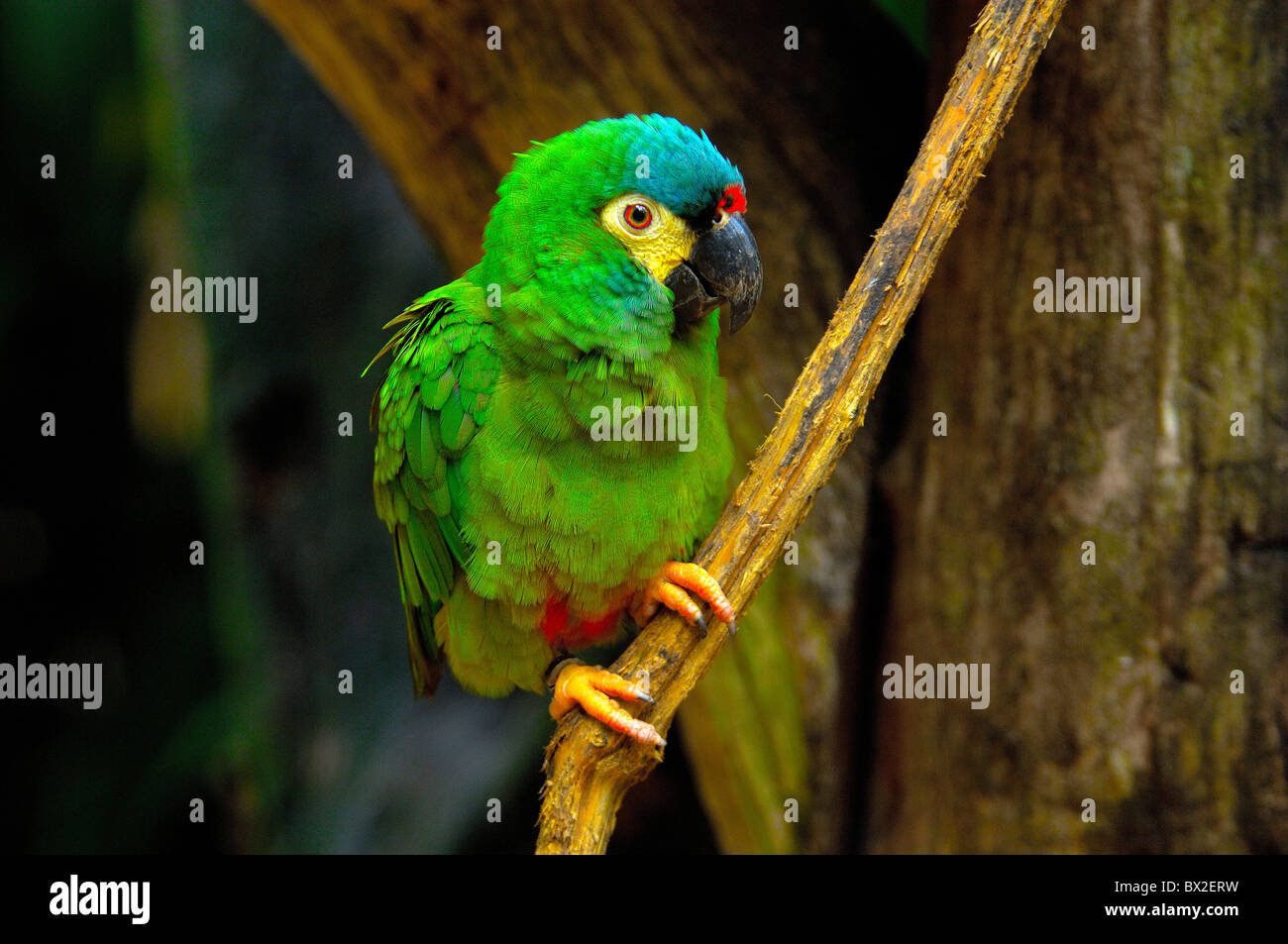 Oiseau perroquet tropiques Parque das aves Foz do Iguaçu Iguaçu Chutes d'Iguaçu Paraná Brésil Banque D'Images