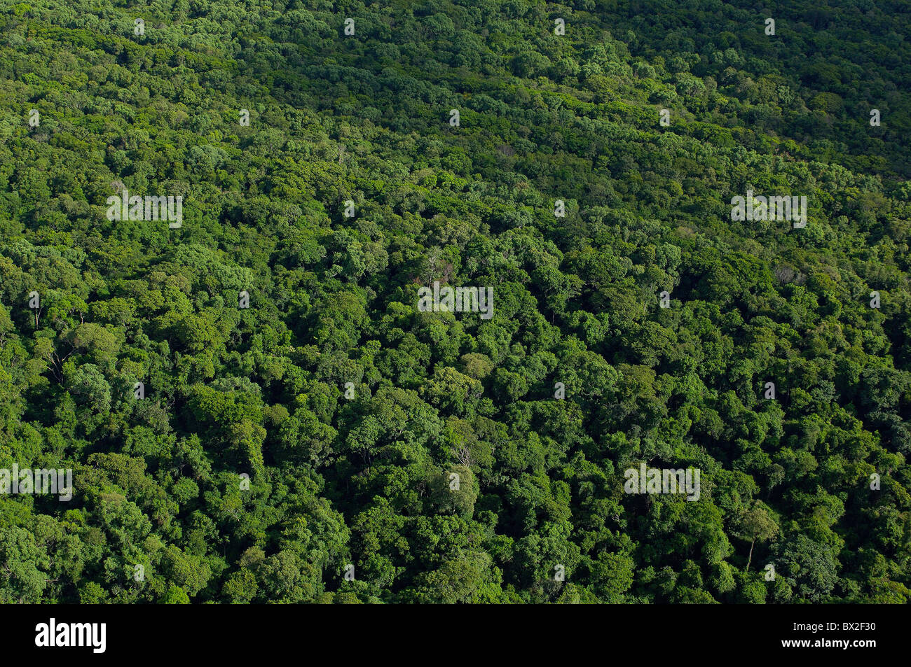 Photo aérienne Vue aérienne paysage forêt bois forêt pluie forêt vierge Rio Parana Foz do Iguacu Iguazu Ugi Banque D'Images