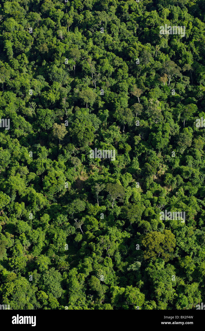Photo aérienne Vue aérienne paysage forêt bois forêt pluie forêt vierge le débit de la rivière Rio Parana Foz do Iguazu Banque D'Images