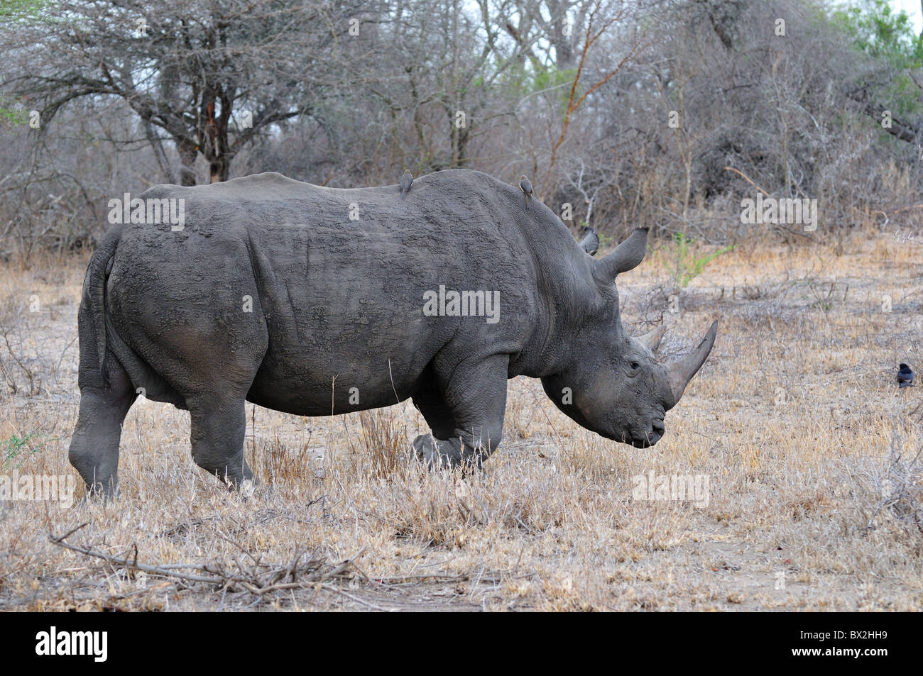 Un rhinocéros blanc mâle adulte. Le Parc National Kruger, Afrique du Sud. Banque D'Images