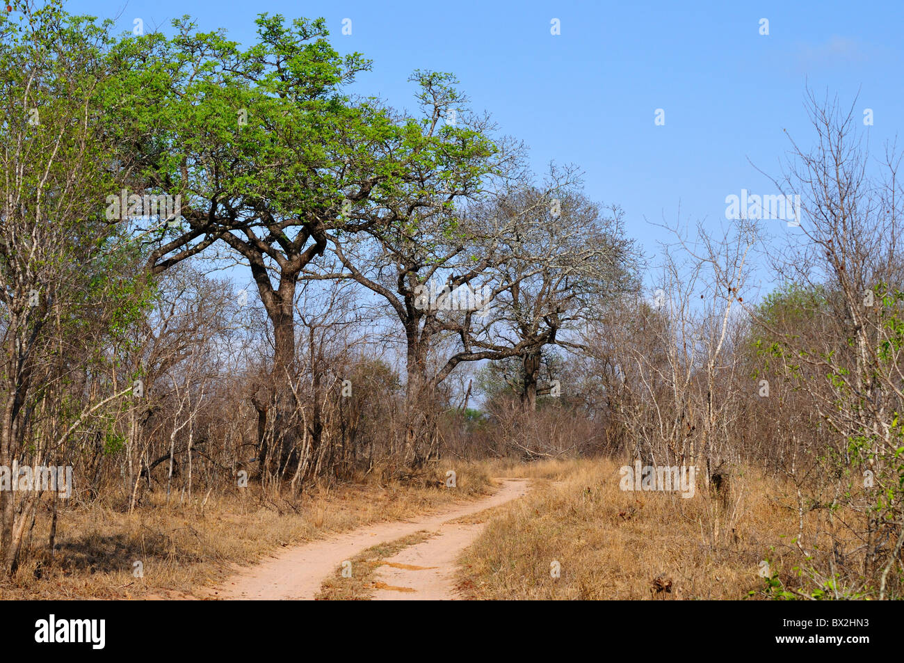 Route de terre dans le Parc National Kruger, Afrique du Sud. Banque D'Images