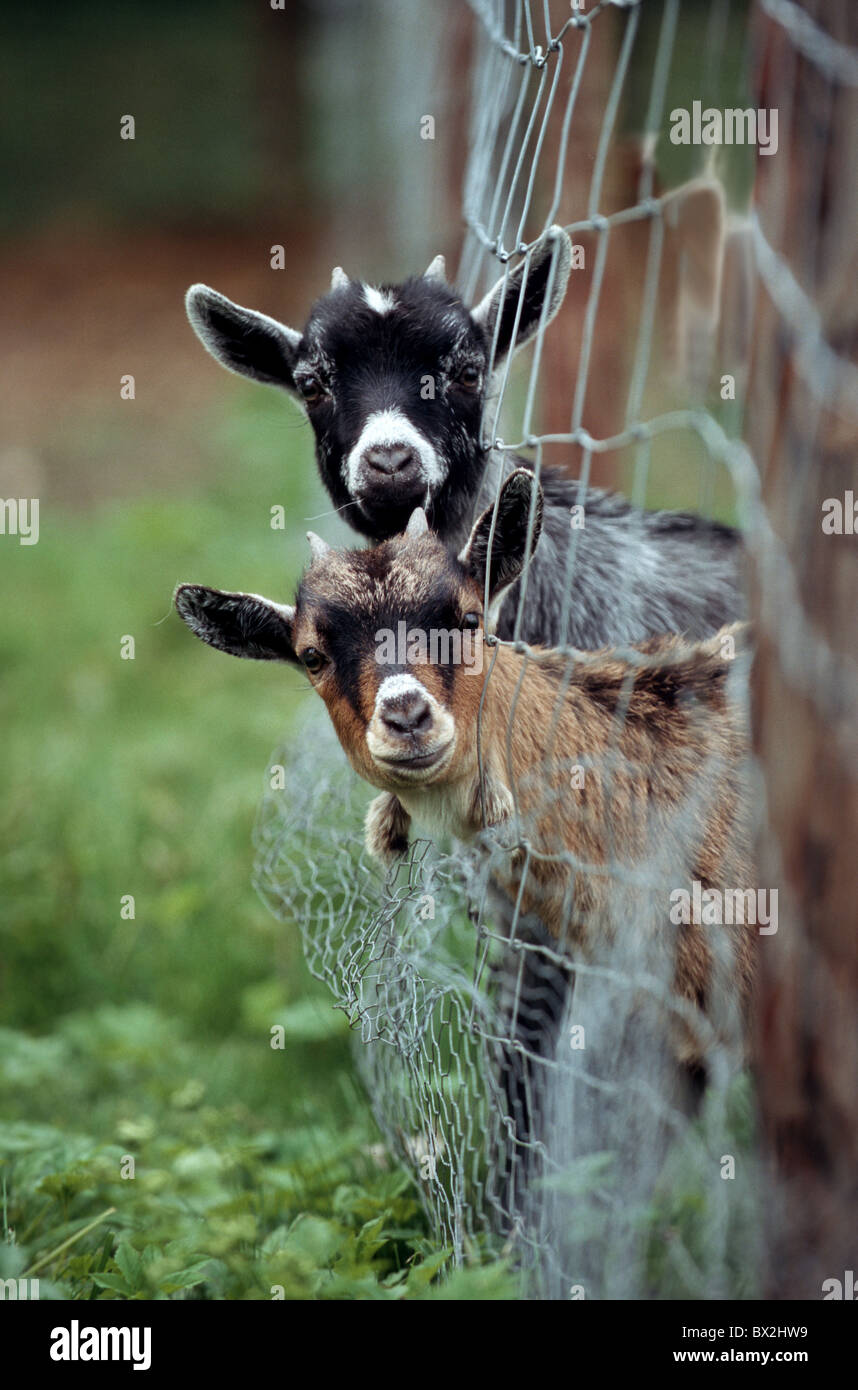 La chèvre, chèvre bouc deux kid animal adulte ferme La Ferme des animaux mammifères comportement à regarder la campagne Banque D'Images