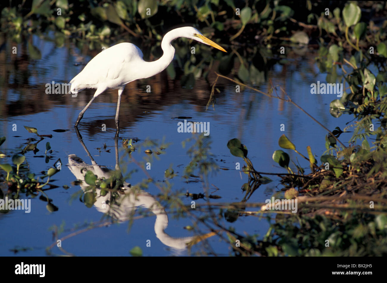 Grande Aigrette Egretta alba Sud Pantanal de Mato Grosso Cuiaba Brésil Amérique du Sud animaux oiseaux Banque D'Images