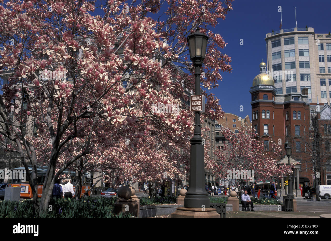 Indiana Plaza Centre-ville de Washington D.C., États-Unis d'Amérique du Nord arbres fleurs de printemps Banque D'Images