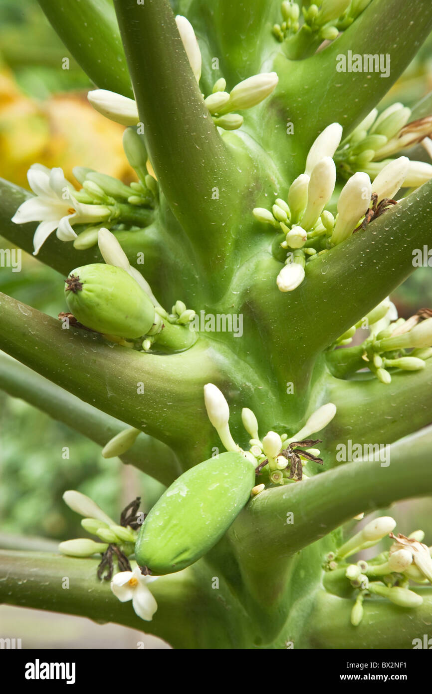 'Papaye Carica papaya' floraison, Banque D'Images
