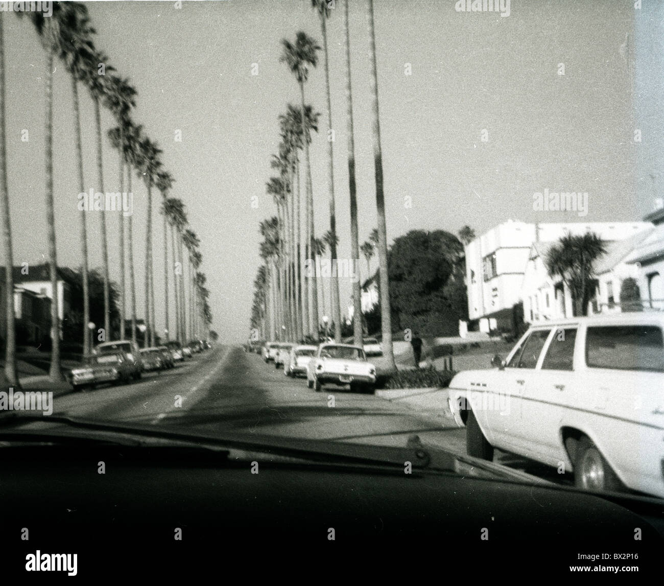 Palm tree line street Los Angeles California 1960 Hollywood Road noir et blanc granuleux arbres jour journée claire P.C. Banque D'Images