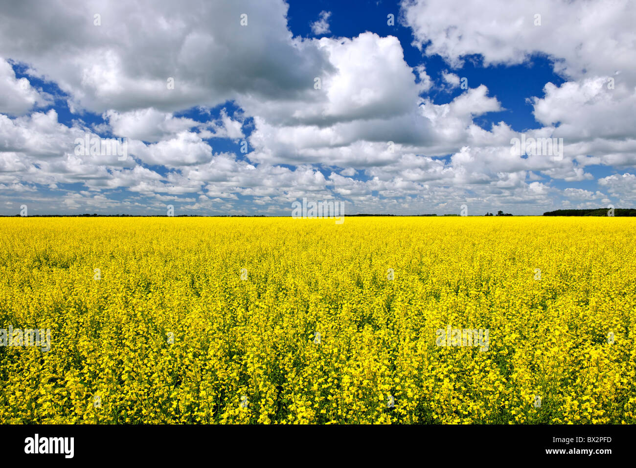 Paysage agricole de canola ou colza champ agricole au Manitoba, Canada Banque D'Images