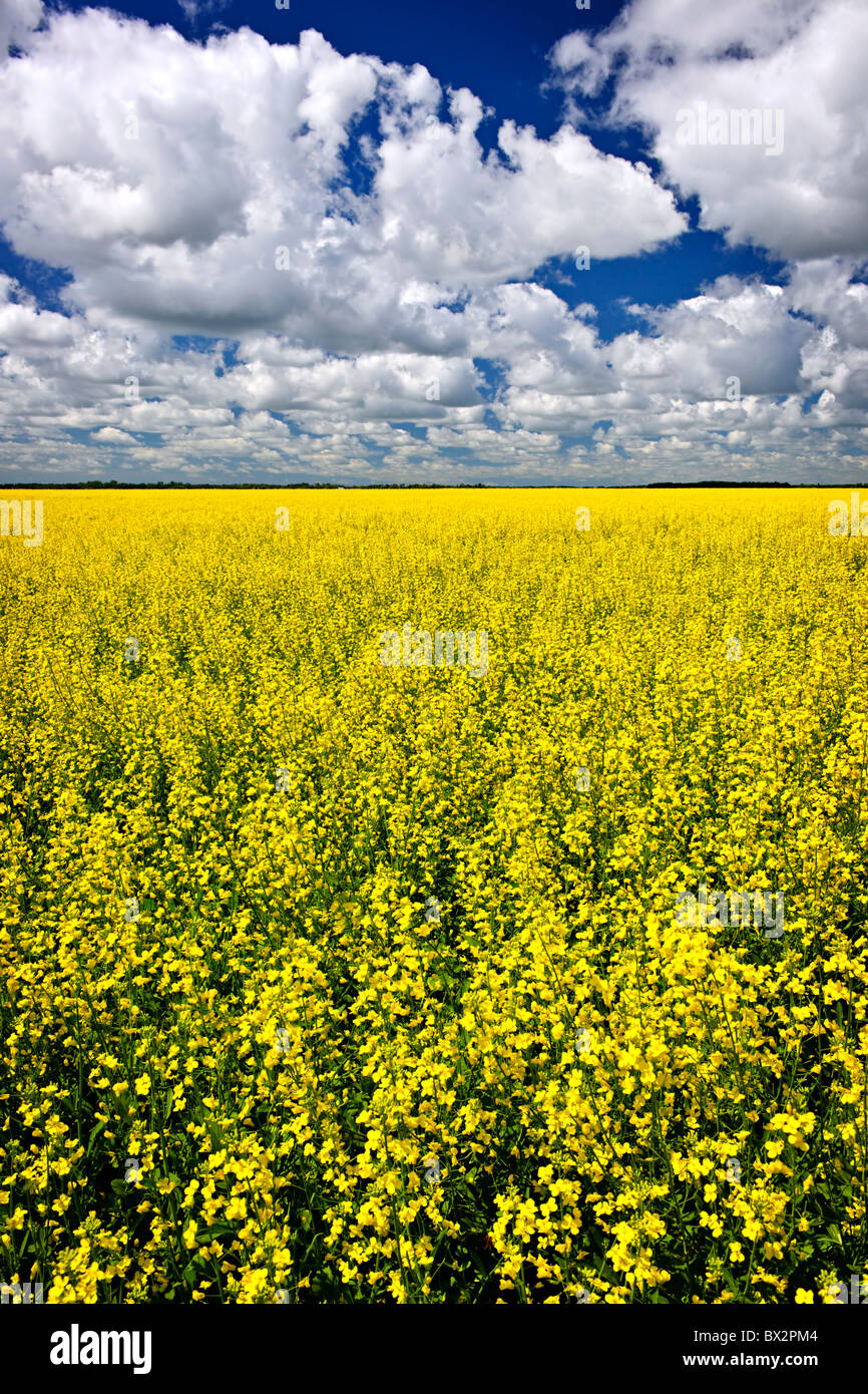 Paysage agricole de canola ou colza champ agricole au Manitoba, Canada Banque D'Images