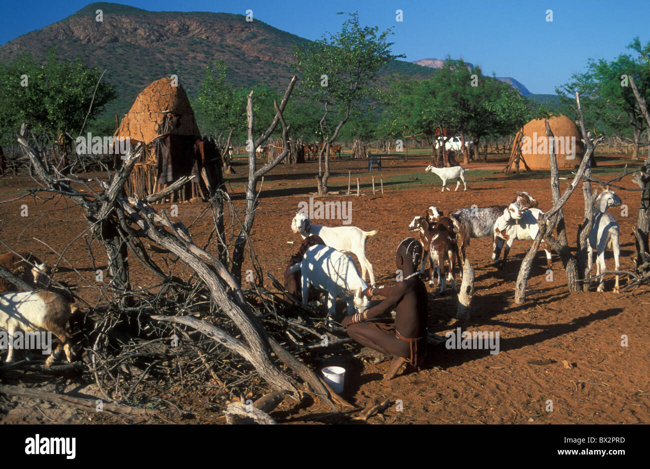 Les enfants de l'Afrique les chèvres Hut Himba Namibie Afrique du Kraal Kaokoveld Ovahimba personnes nomades stockage shed tr Banque D'Images