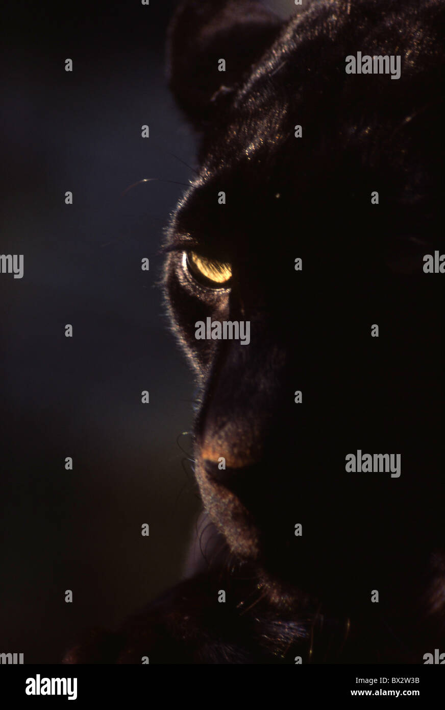 Animaux animal eye black panther black big cat leopard Jaguar Banque D'Images