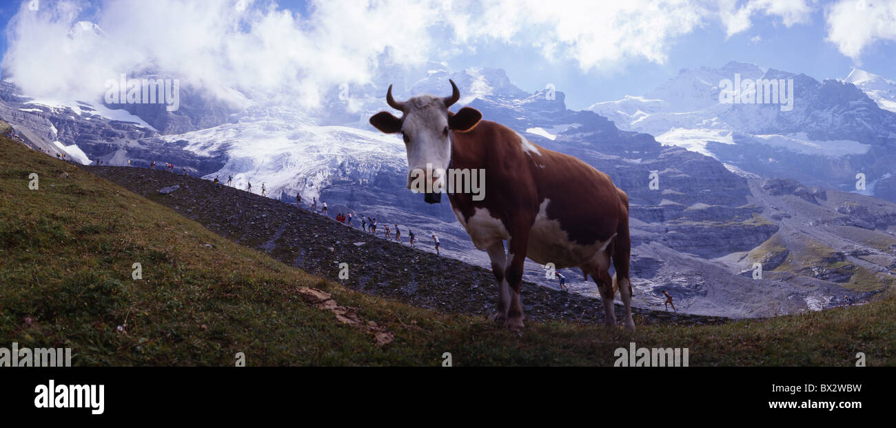 Jungfrau Marathon Runner running sports Alpes montagnes vache événement arrangement Oberland Bernois Canton gr Banque D'Images