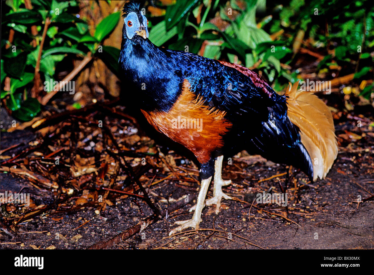 Borneo-feu retour Lophura faisan putoni nobilis faisans faisan oiseau oiseaux animaux animal Banque D'Images