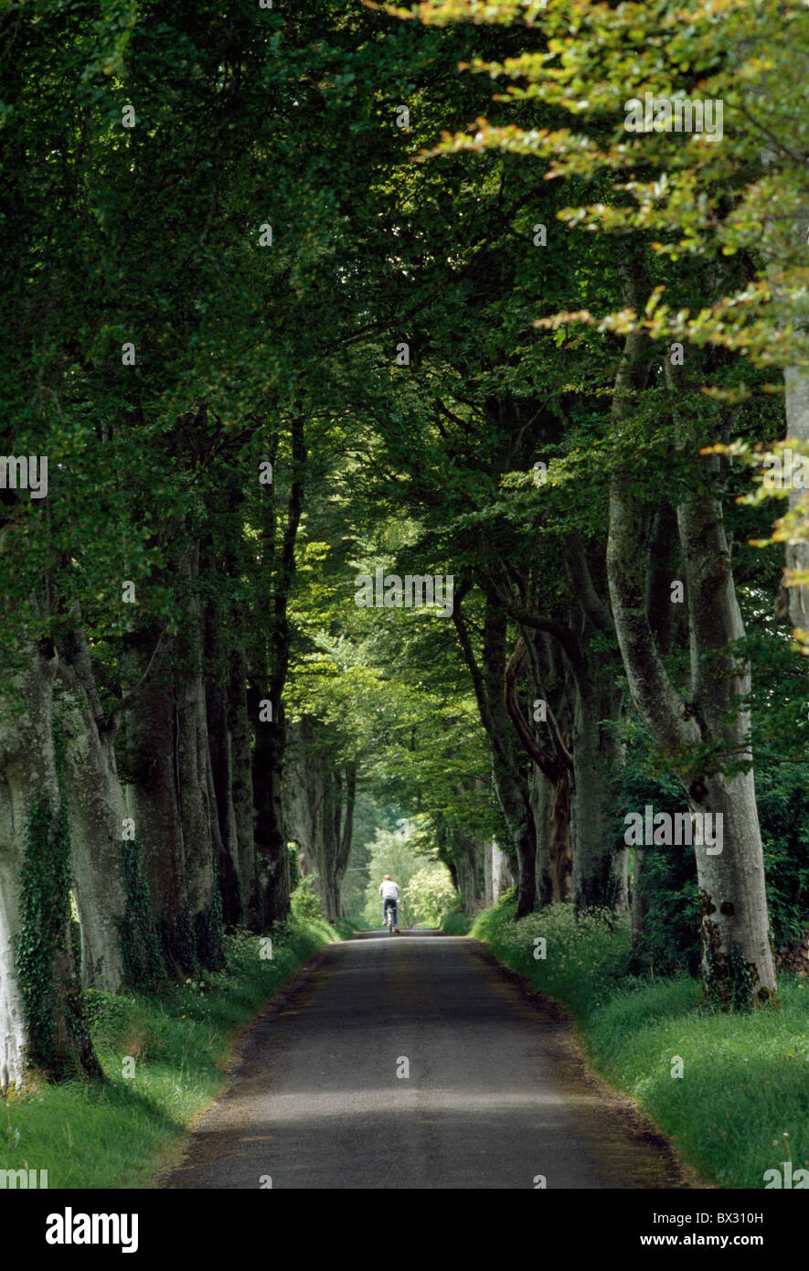 Country Road, Lough Key Forest Park, comté de Roscommon, Irlande Banque D'Images