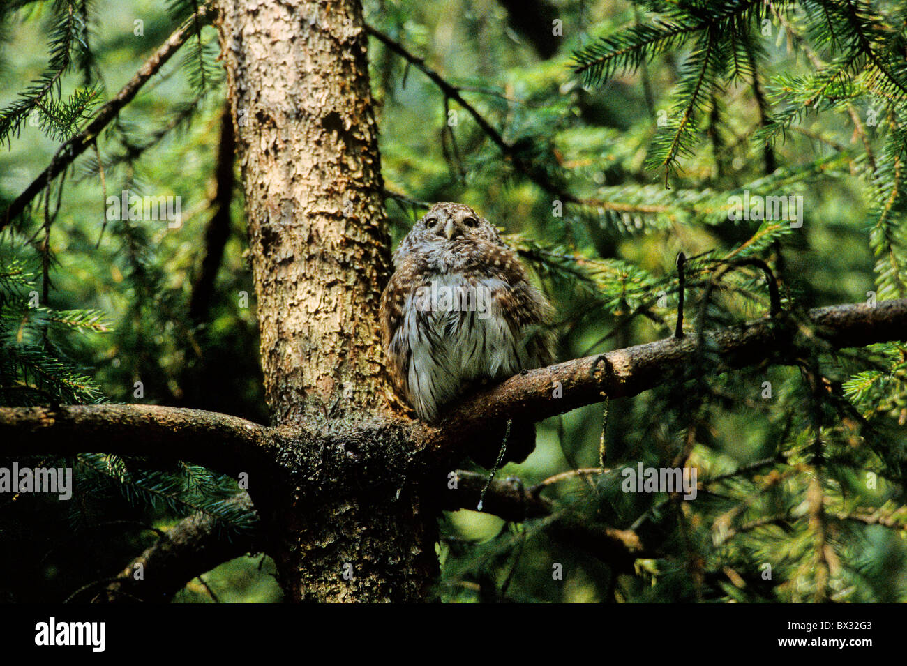 Owl Glaucidium passerinum sparrow owl owl oiseaux oiseaux bois animaux animal Banque D'Images