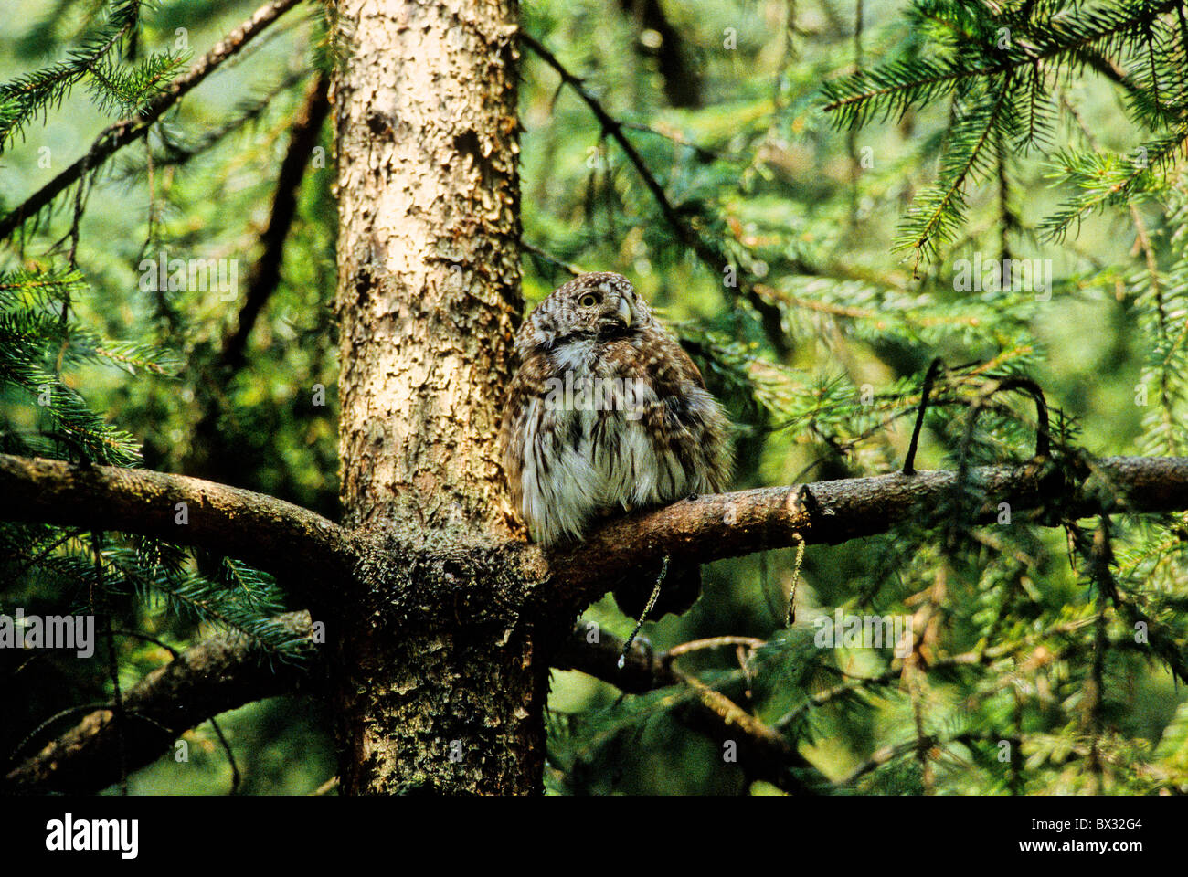 Owl Glaucidium passerinum sparrow owl owl oiseaux oiseaux bois animaux animal Banque D'Images