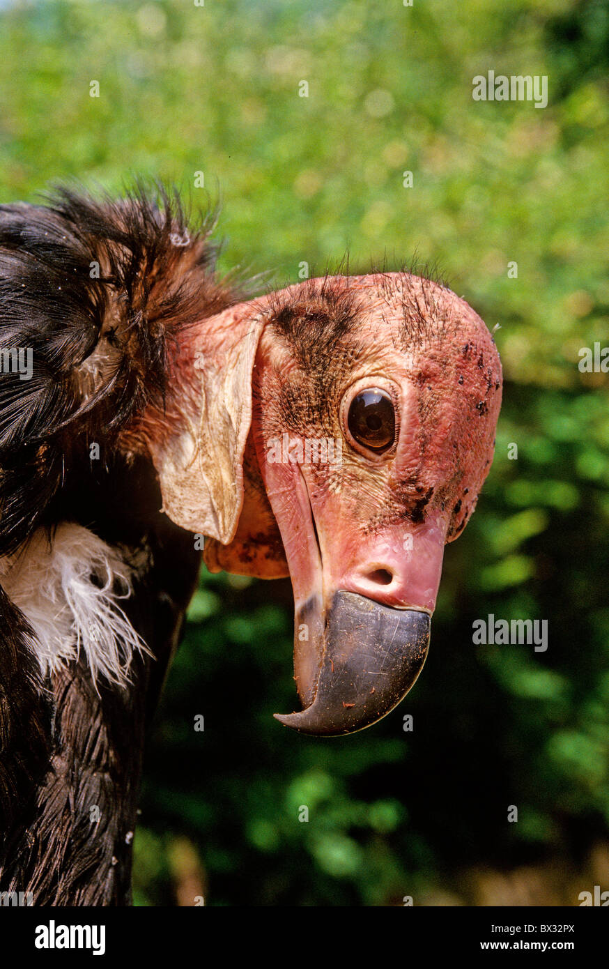Les vautours vautours tête à tête tissu Sarcogyps calvus vautour portrait oiseaux animaux animal Banque D'Images