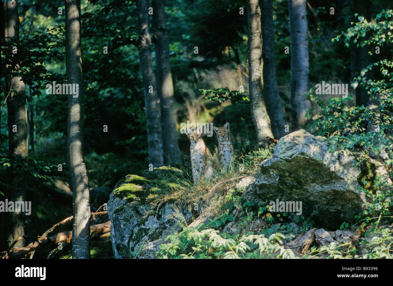 Eurasian lynx Lynx lynx lynx deux animaux animal Allemagne Europe forêt de Bavière Bavière Allgaeu Banque D'Images