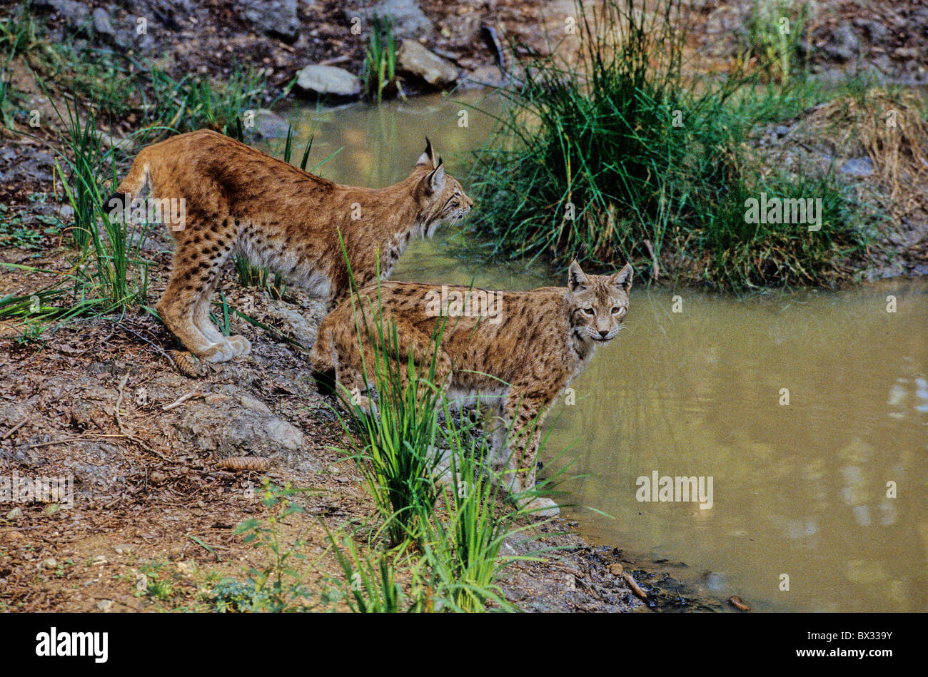 Eurasian lynx Lynx lynx lynx deux animaux animal eau Allemagne Europe forêt de Bavière Bavière Allgaeu Banque D'Images