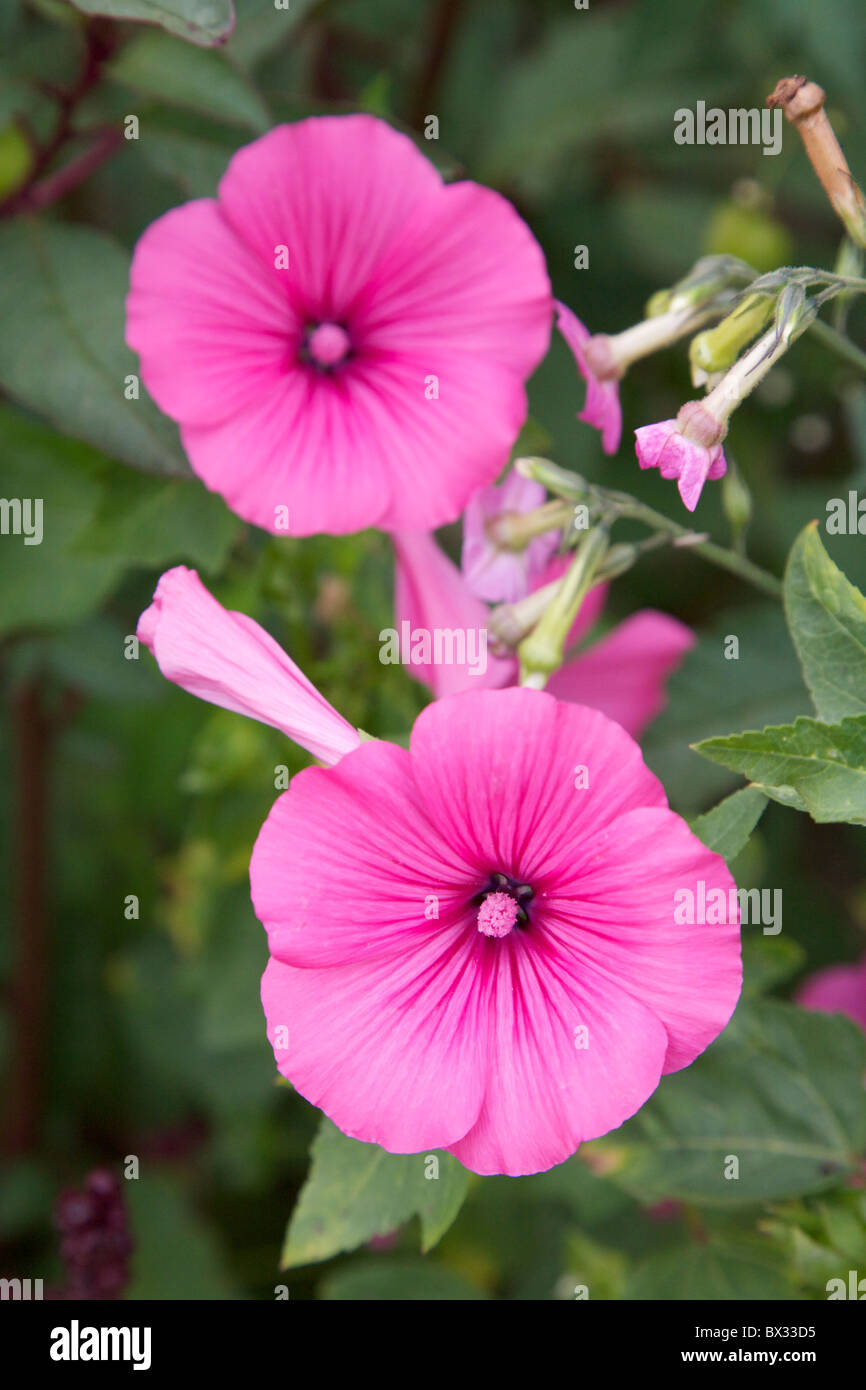 Lavatera trimestris rose mauve Malvaceae cultivars rose rougeâtre fleurs méditerranéennes en fleur poussant dans un jardin Loire France Banque D'Images