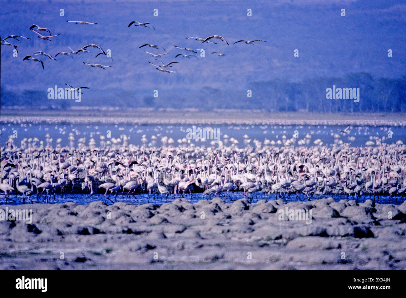 Flamant nain Phoeniconaias minor colonie flamingo flamingo Le lac Nakuru Kenya Afrique animaux oiseaux animaux Banque D'Images