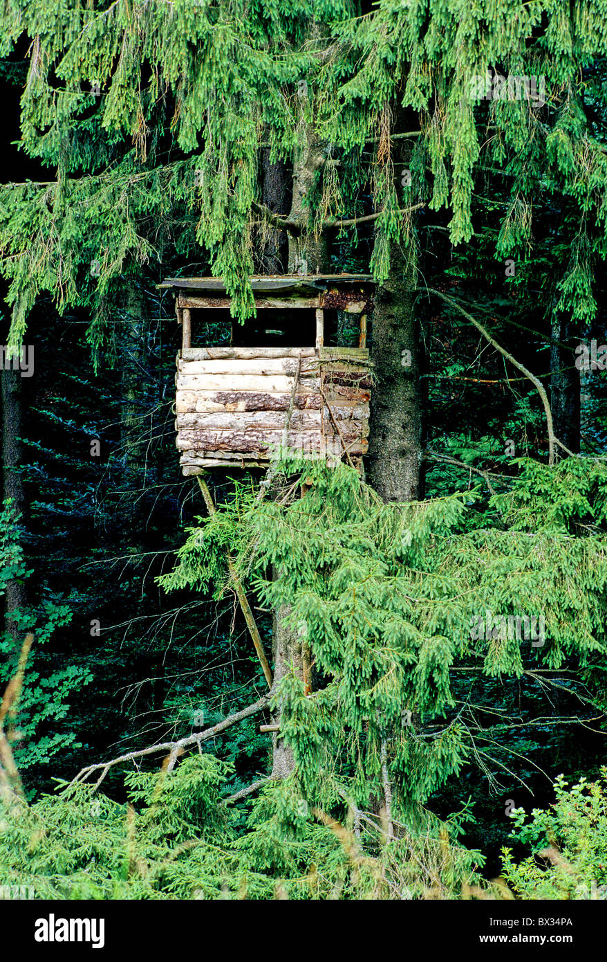 Siège haut cachette hut hunt chasseur carabinier bois chasse Forêt Noire Allemagne Europe Bade-wurtemberg Banque D'Images