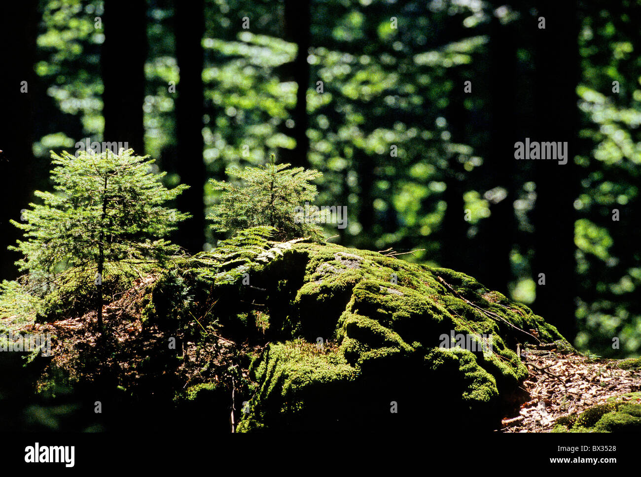 La masse de bois forêt bas rez-de jeunes arbres bourgeons germe moss paysage nature paysage forêt de Bavière allemand Banque D'Images