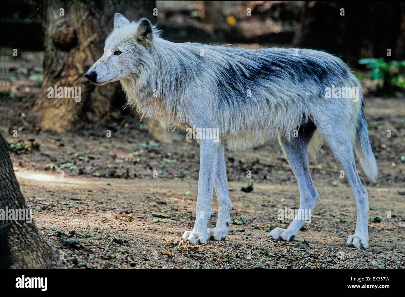 Loup Loup Loup gris Canis lupus animaux animaux à fourrure animale changement changement de coat Banque D'Images