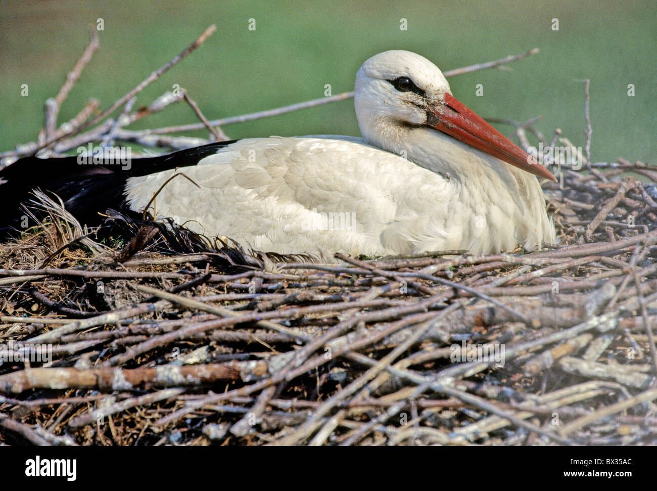 Cigogne blanche Ciconia ciconia stork nest nid oiseaux oiseaux horst cigognes animaux animal Banque D'Images