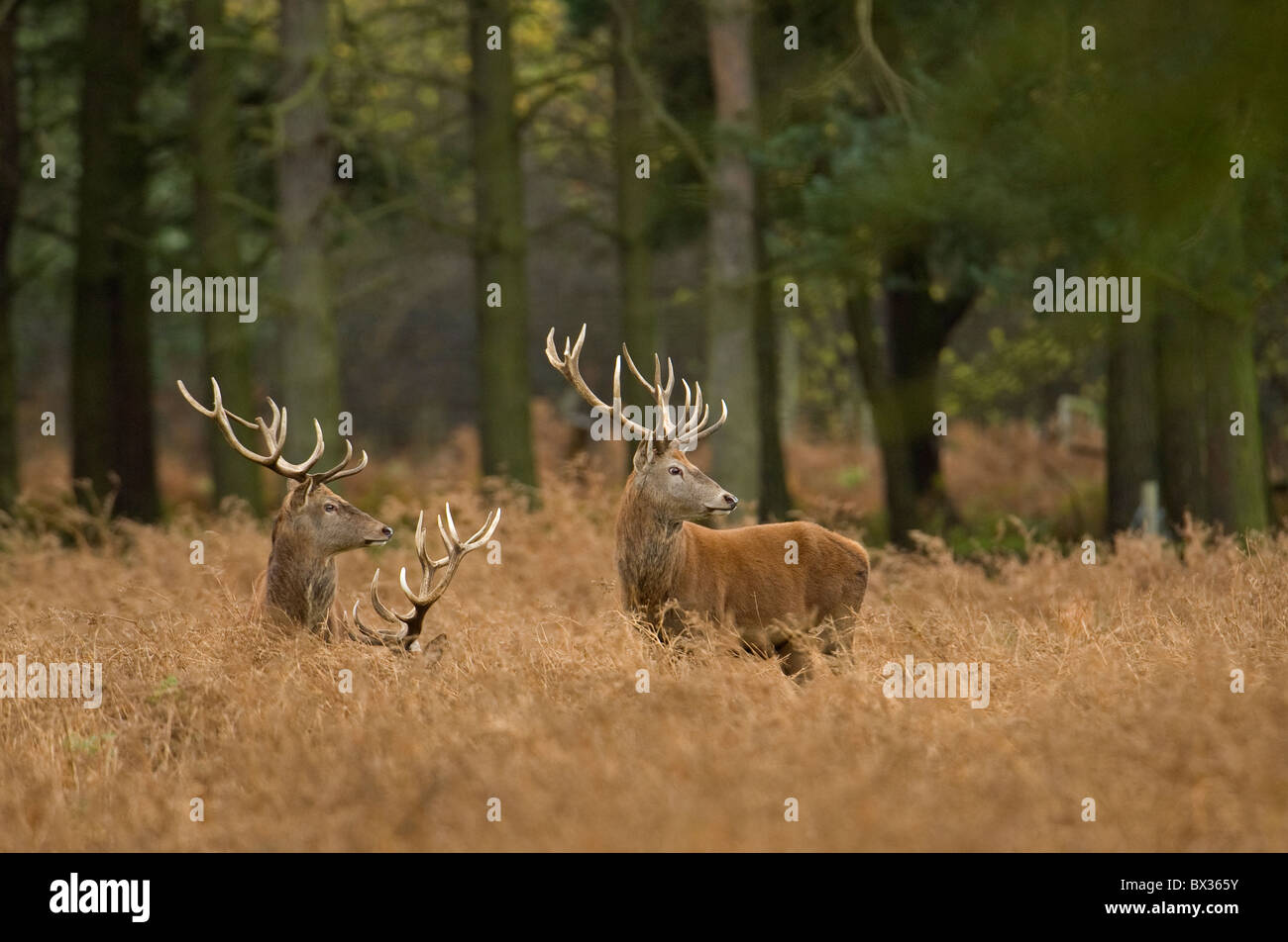 Red Deer stag en golden Bracken. Banque D'Images
