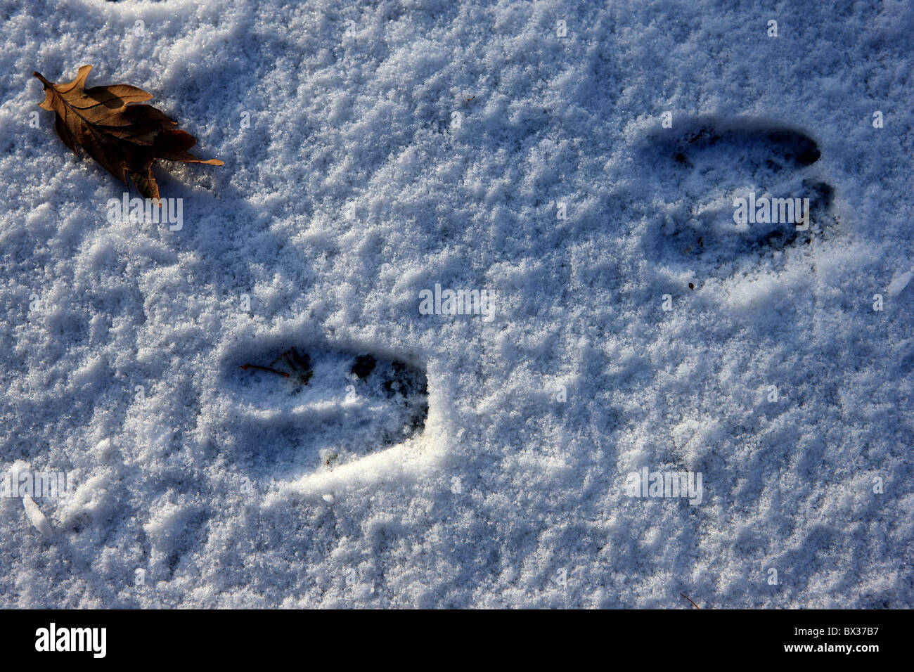 Pistes de cerfs dans la neige Banque D'Images