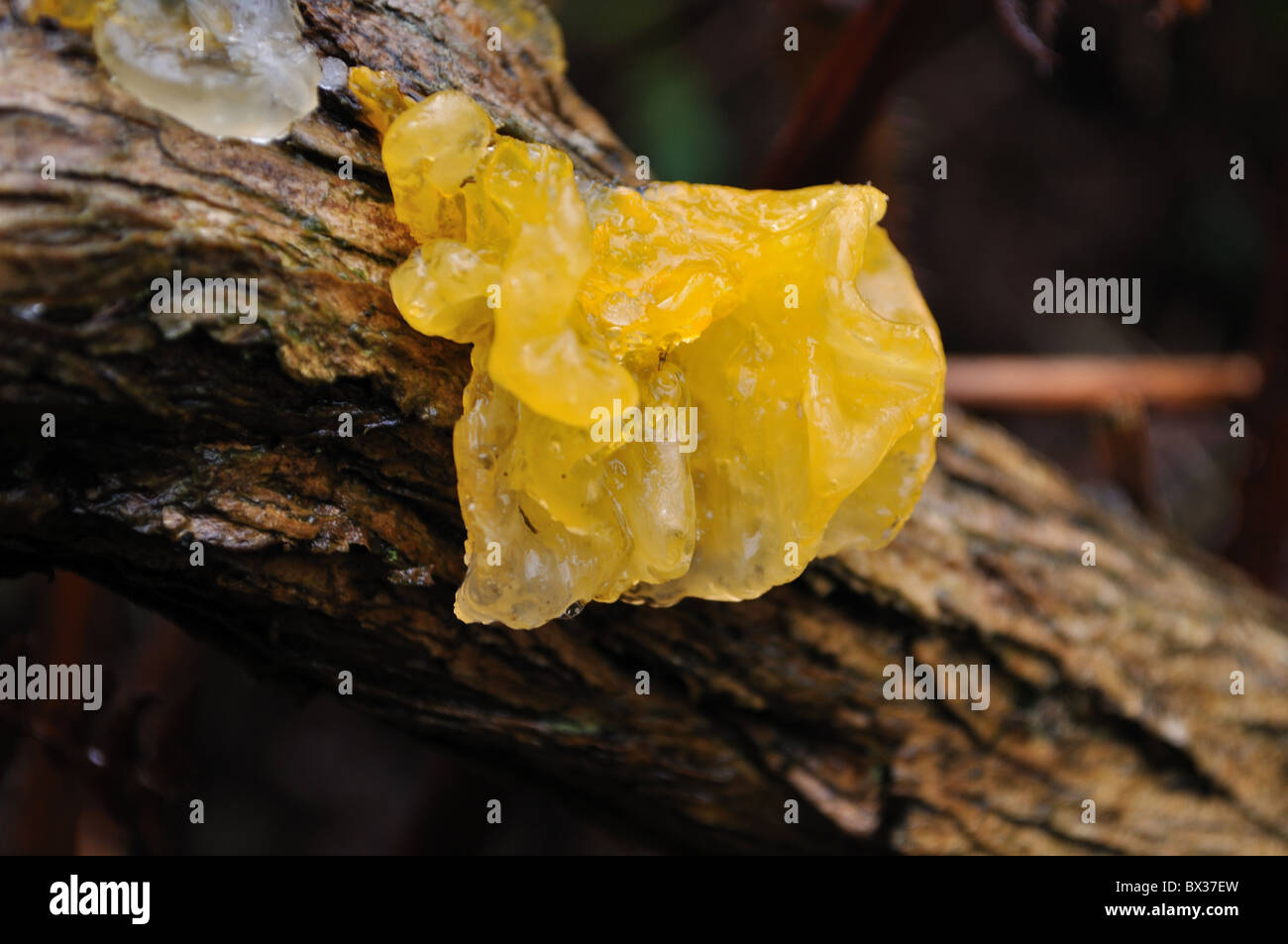 Champignon champignons cerveau jaune Banque D'Images