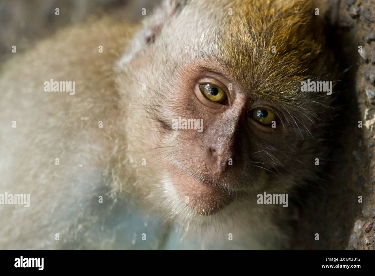 Singe (Macaca fascicularis) à Dalem Agung Padangtegal temple sacré de la forêt des singes d'Ubud, Bali, Indonésie Banque D'Images