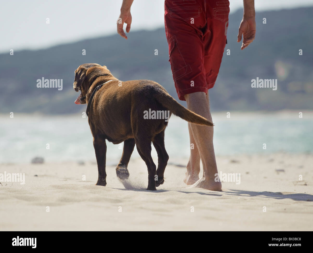 Homme marchant avec son chien sur la plage de Punta Paloma ; Tarifa, Cadix, Andalousie, Espagne Banque D'Images