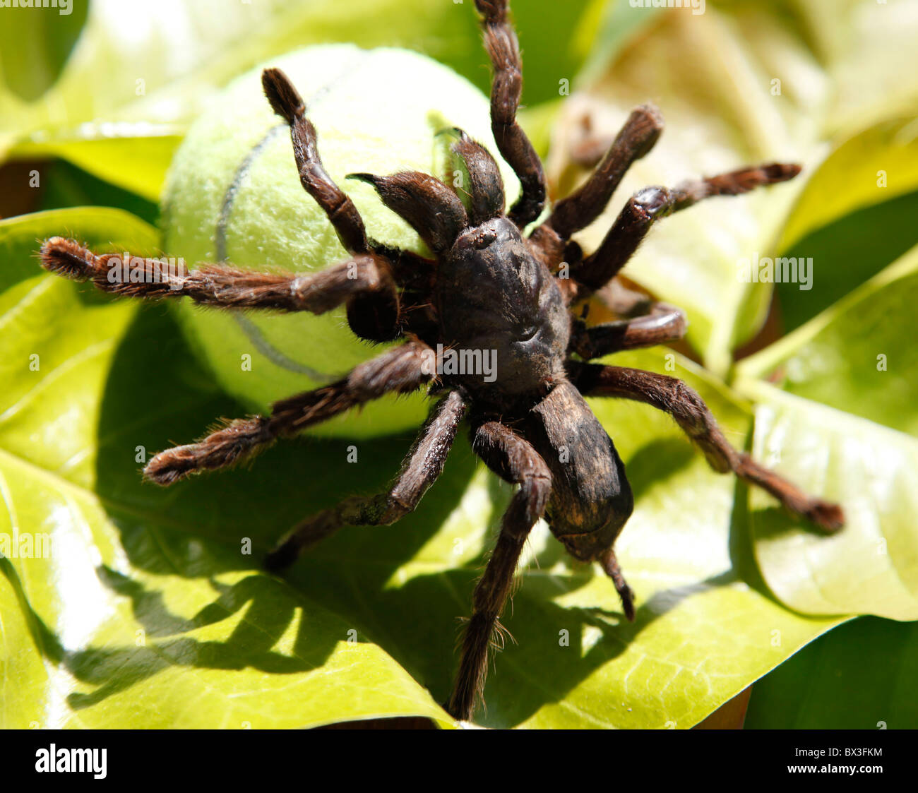 Tarantula et balle de tennis Banque D'Images