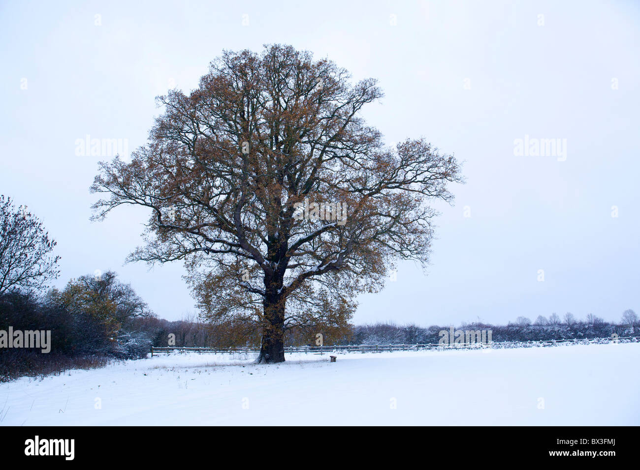 Un seul arbre de chêne dans un champ neigeux. Banque D'Images