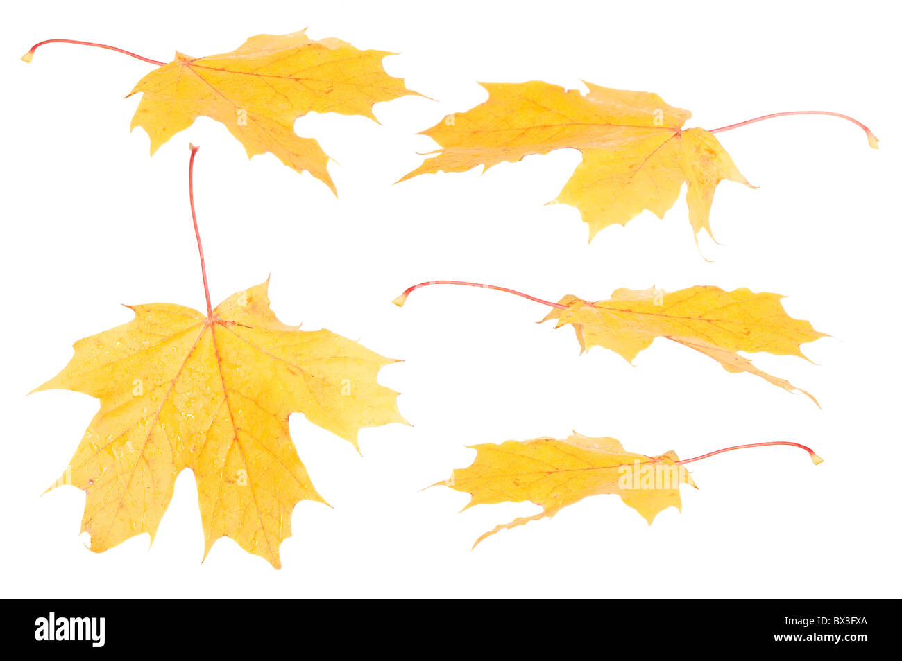 Il y a des feuilles d'automne pour nice designes Banque D'Images