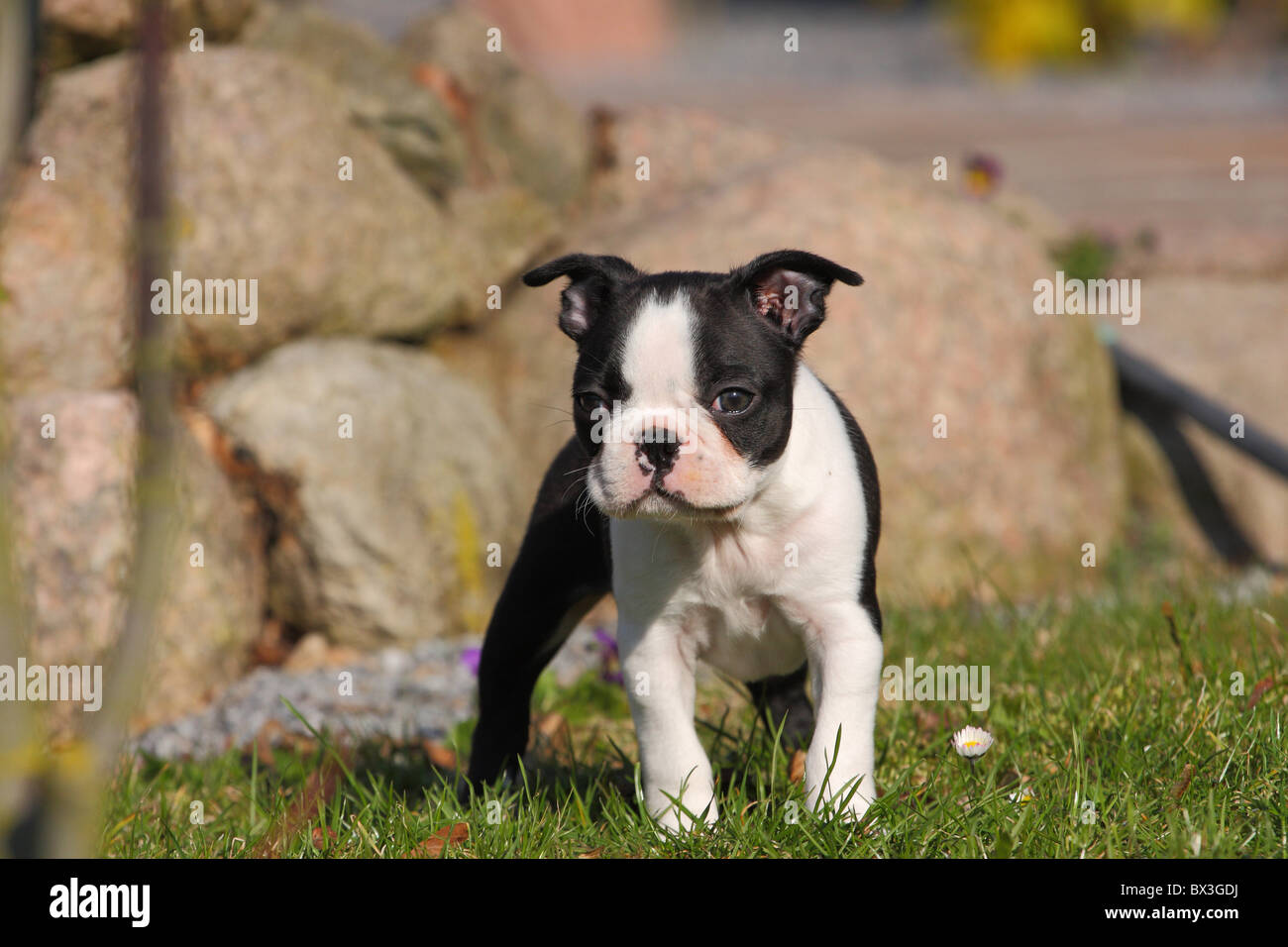 Boston Terrier Puppy Banque D'Images