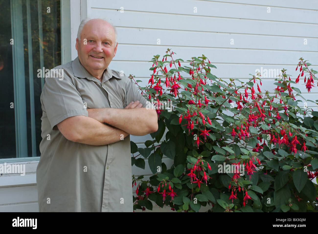Vieil homme - producteur de fleurs de fleurs à côté de Bush en journée d'été. Banque D'Images