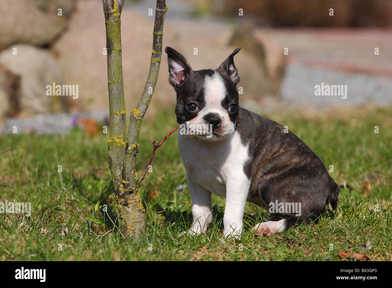 Boston Terrier Puppy Banque D'Images