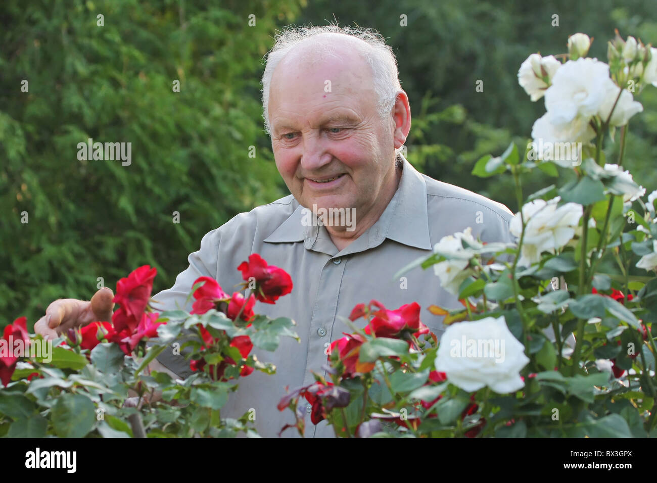 Portrait de vieil homme - producteur de roses à côté de rose Bush dans son beau jardin. Banque D'Images