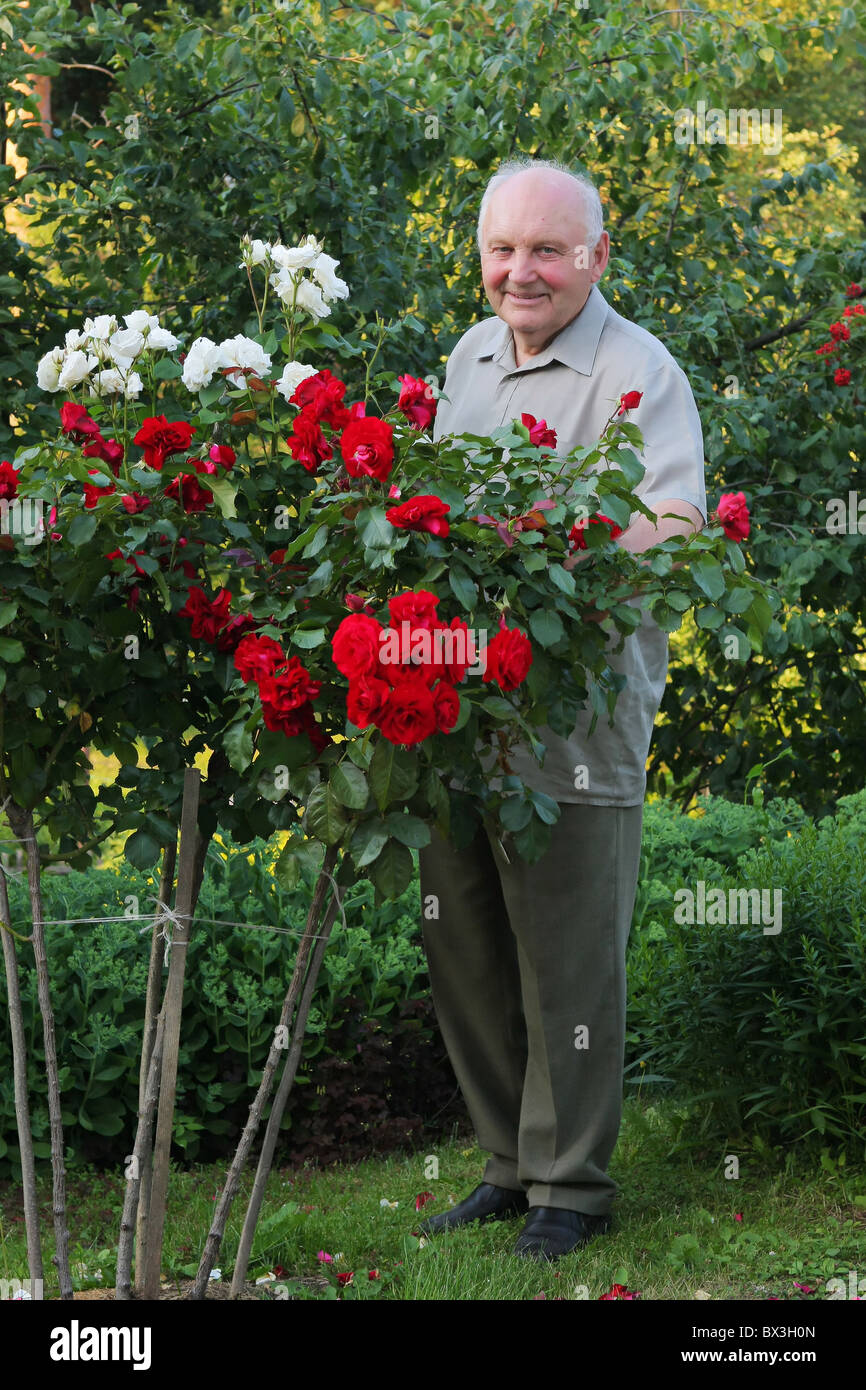 Vieil homme - producteur de roses à côté de rose Bush dans son beau jardin. Banque D'Images