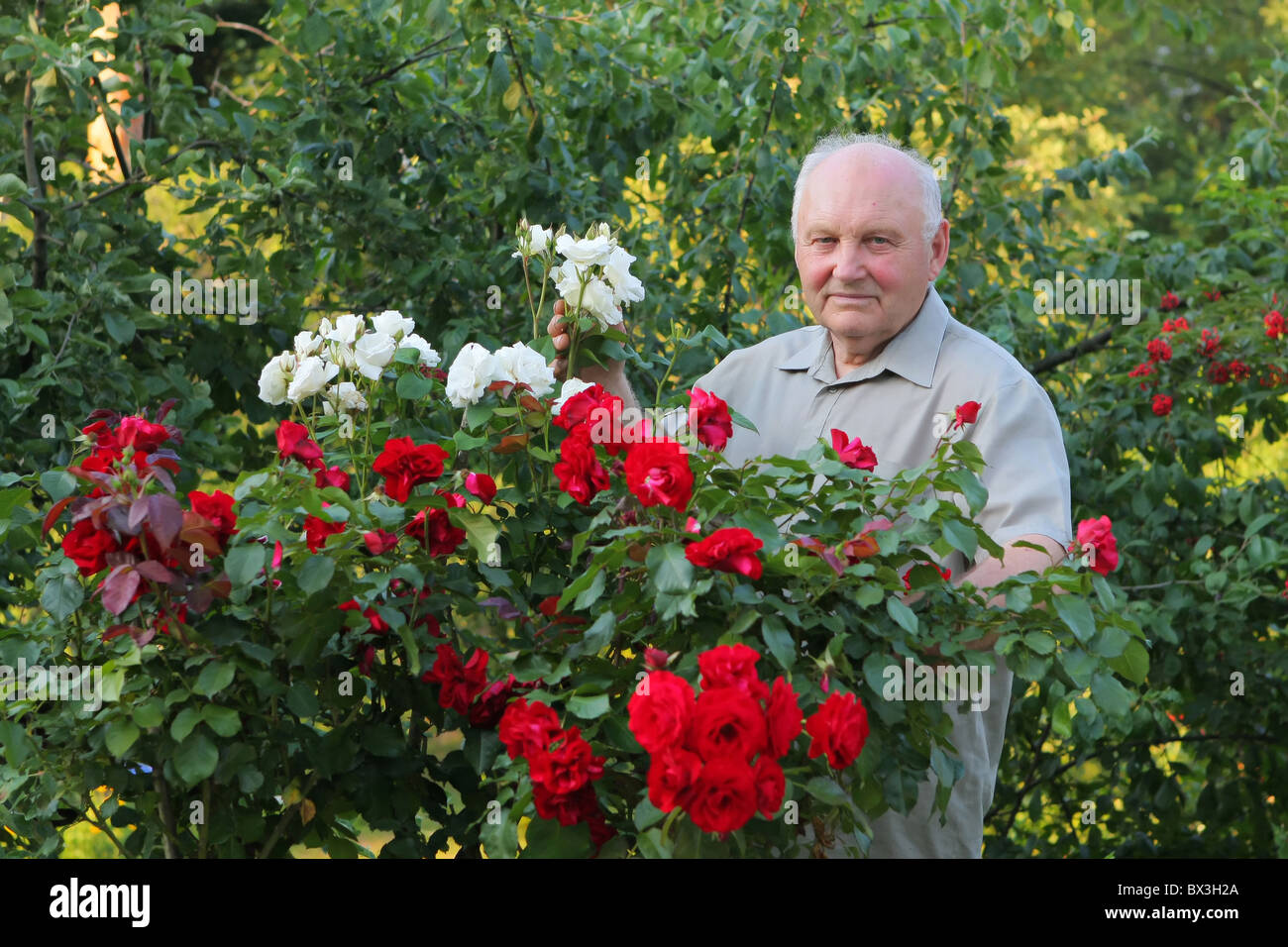 Vieil homme - producteur de roses à côté de rose Bush dans son beau jardin. Banque D'Images