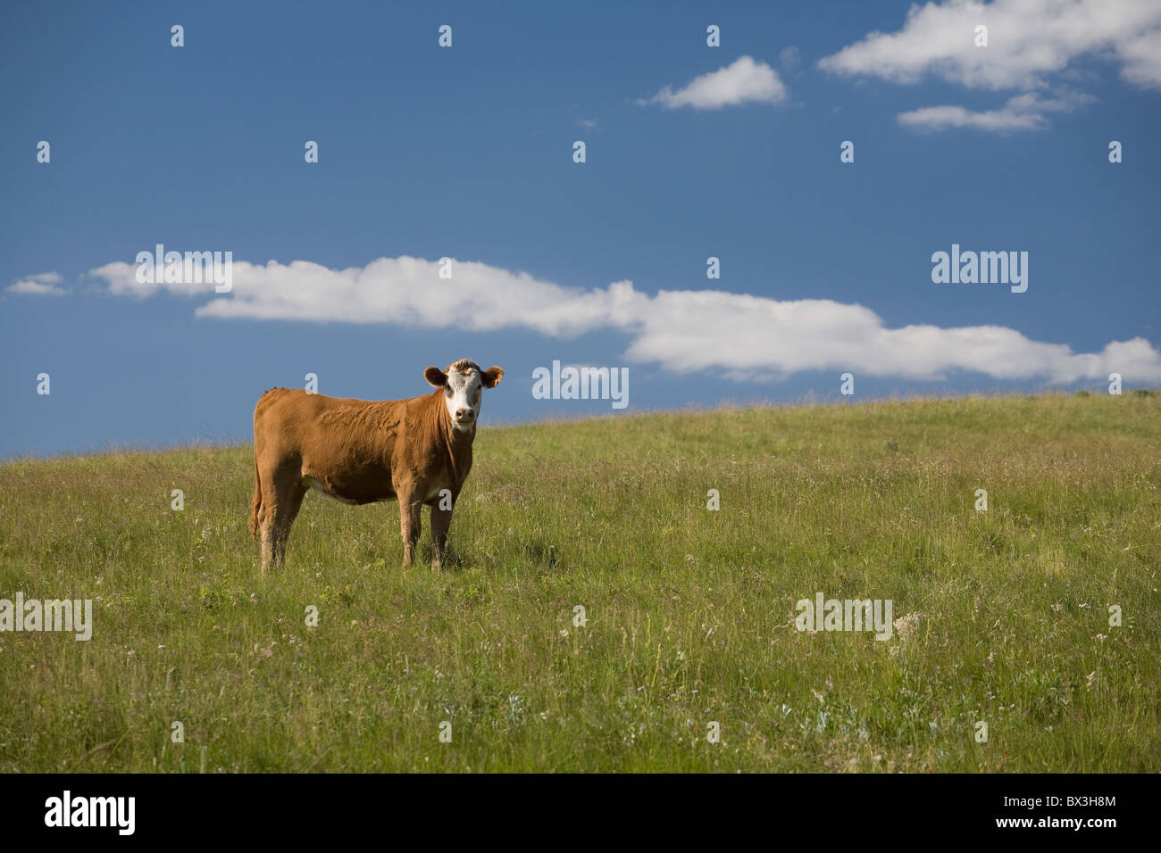 Une vache dans un pâturage avec ciel bleu et nuages ; Alberta, Canada Banque D'Images