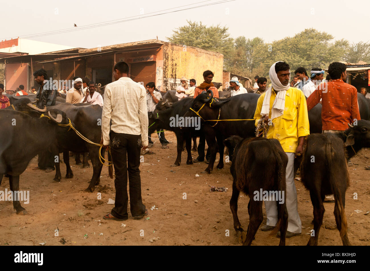 Marché de l'élevage local, Ramgarh, Rajasthan, Inde Banque D'Images