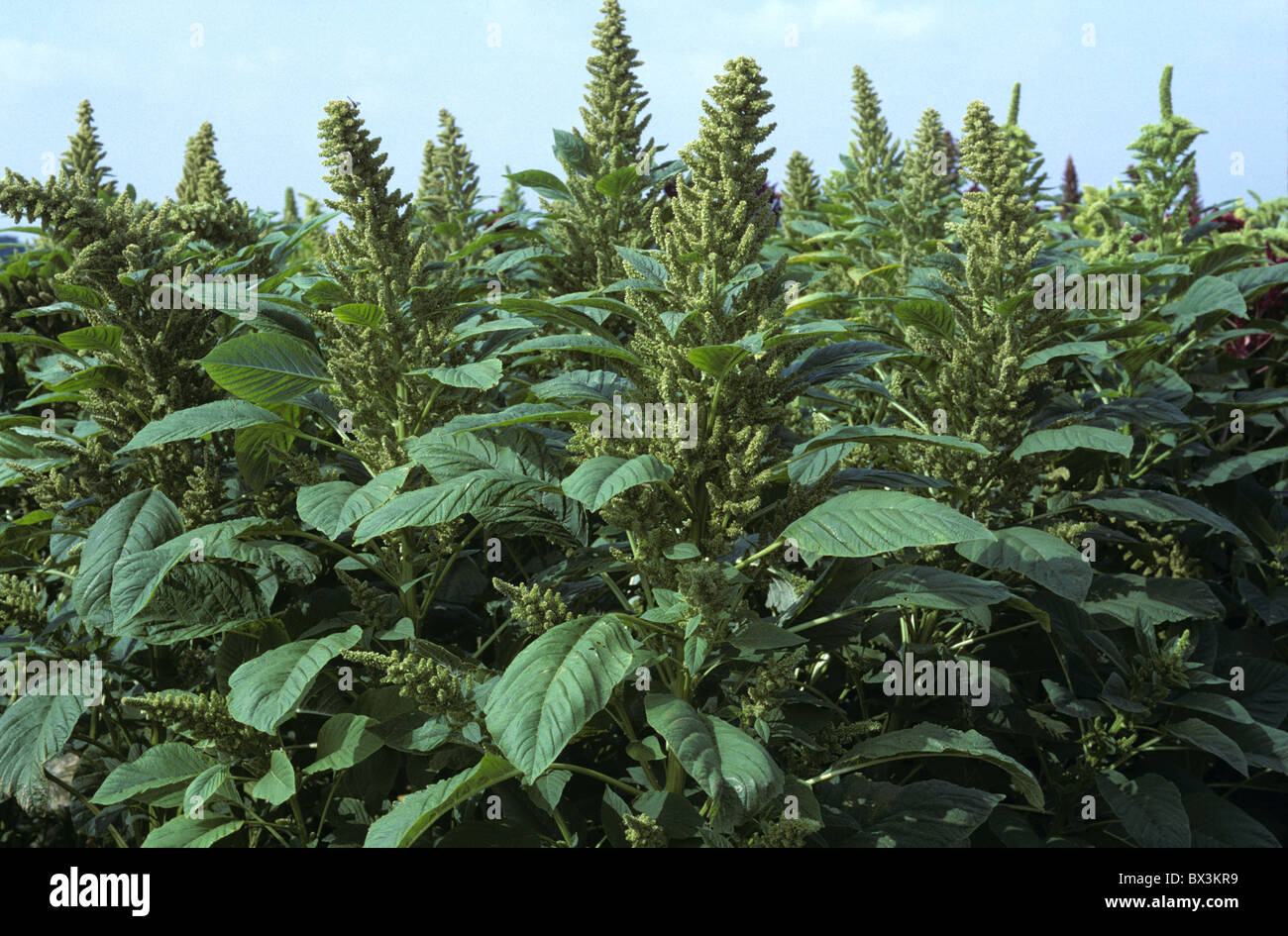 Récolte à maturité, de l'amarante Amaranthus retroflexus, en fleurs, Hampshire Banque D'Images